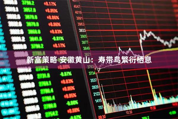 新富策略 安徽黄山：寿带鸟繁衍栖息
